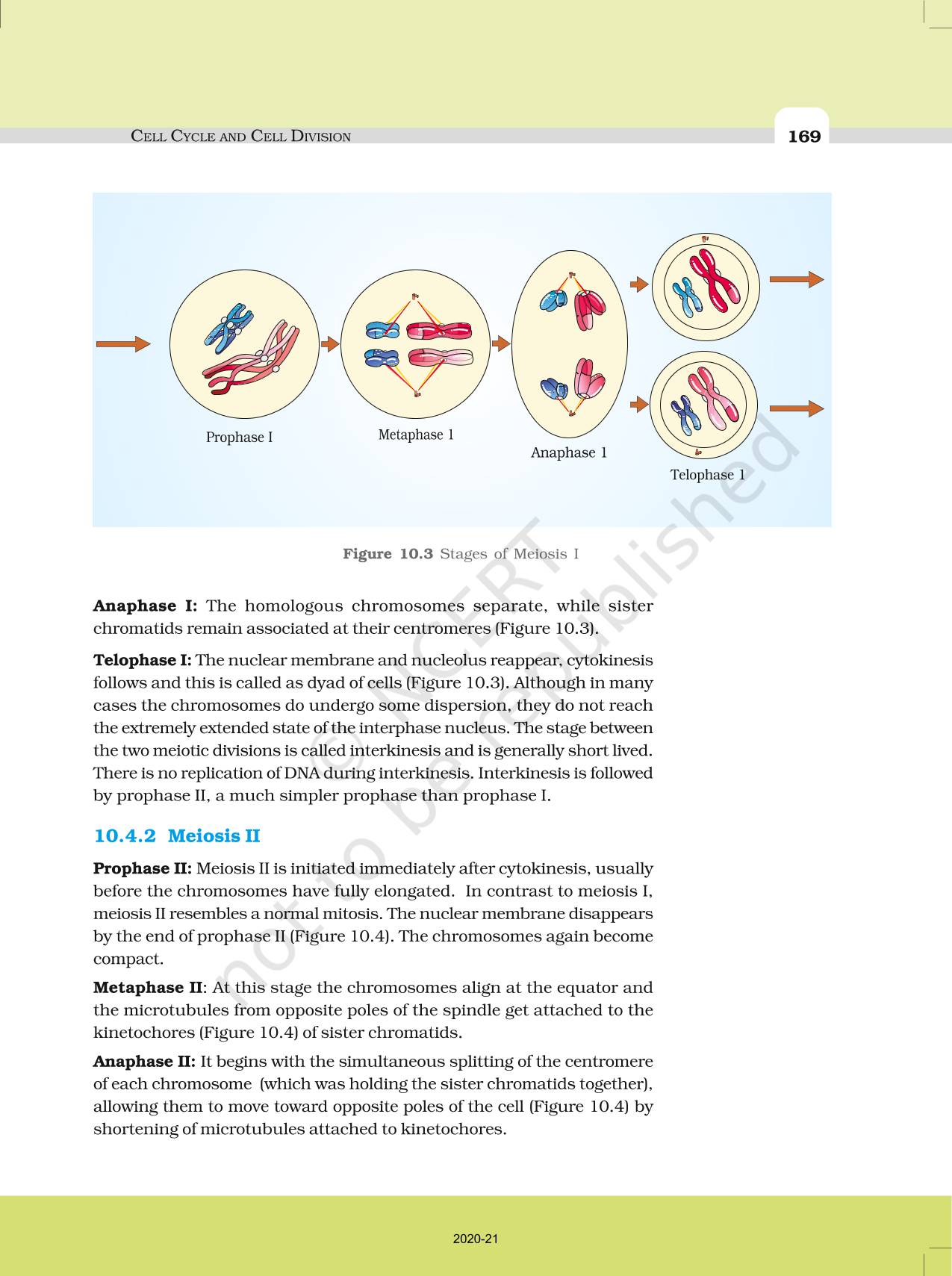 Cell Cycle And Cell Division NCERT Book Of Class 11 Biology